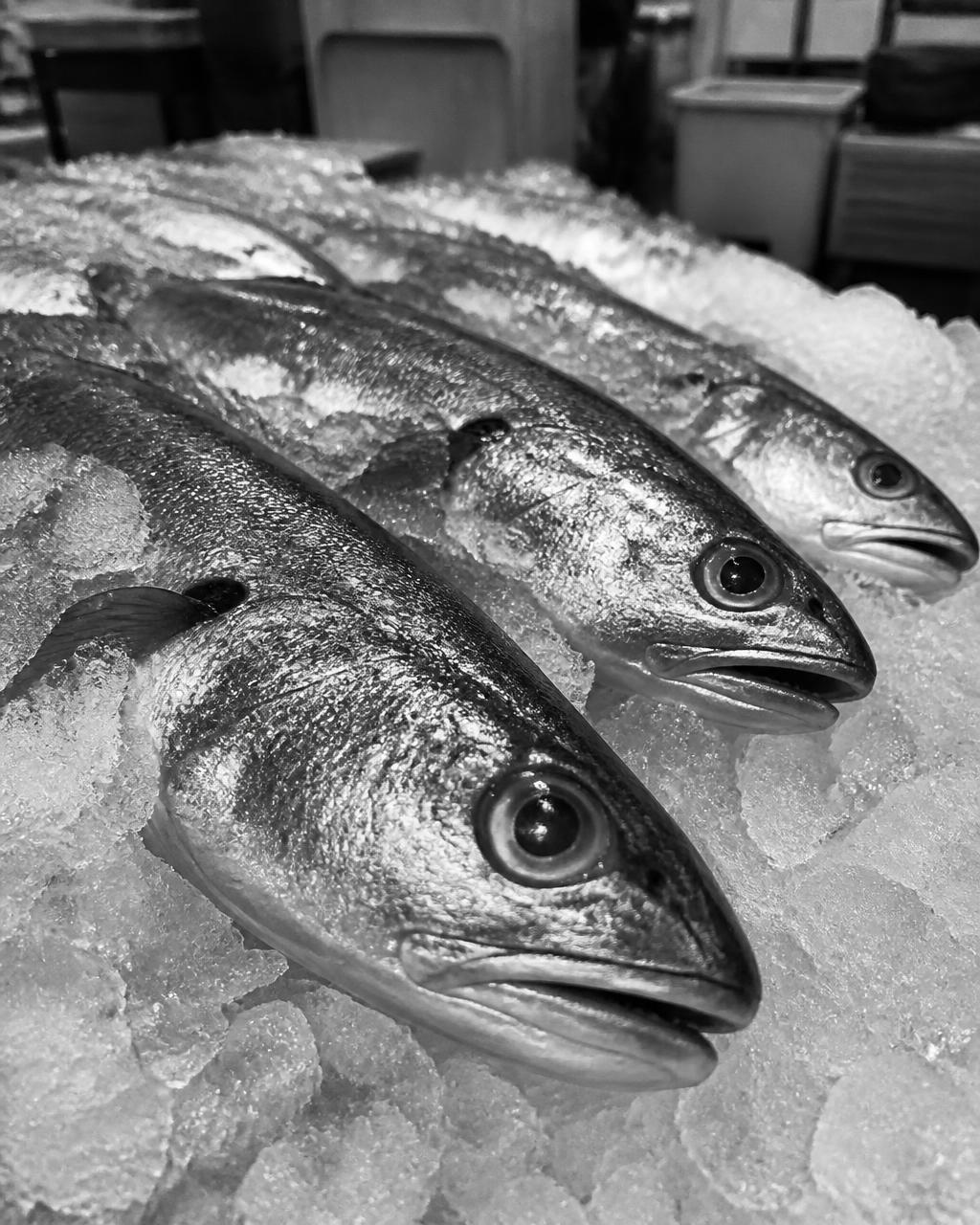 Fresh whole fish packed on crushed ice